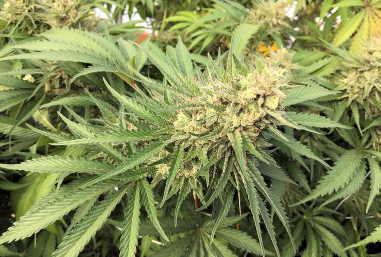 marijuana plant, Corvallis, 
