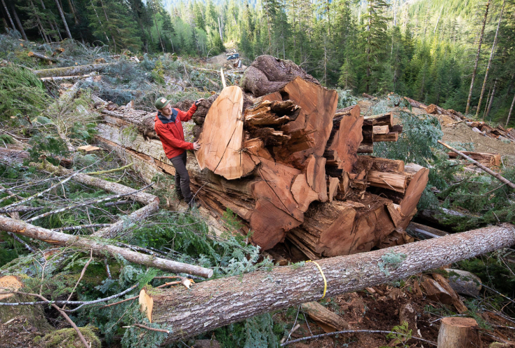 Ancient Forest Alliance campaigner TJ Watt beside an enormous, freshly fallen western red cedar. 