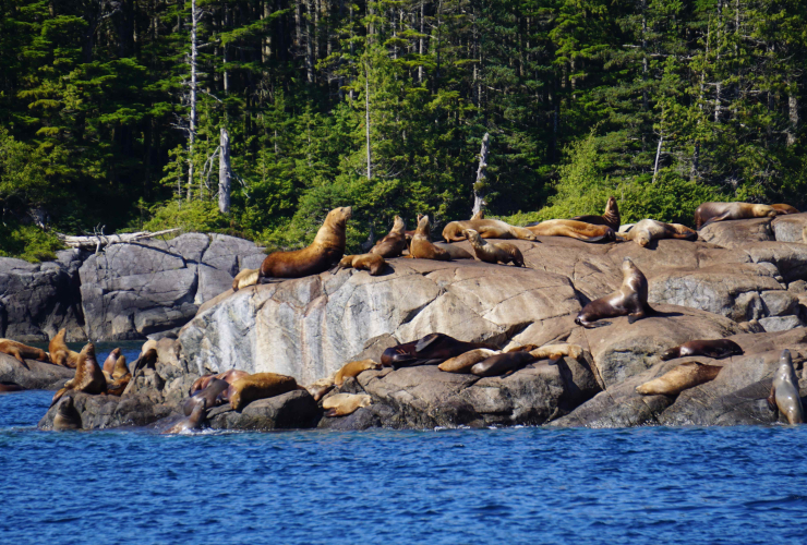Steller sea lions, Laredo Sound, British Columbia, Great Bear Rainforest