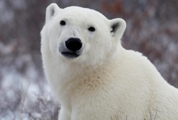 polar bear, Hudson Bay, 