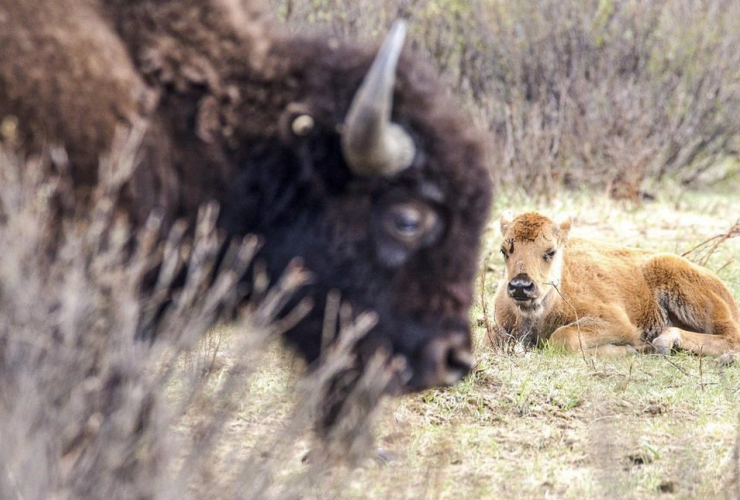 bison calf, mother, Banff National Park, 