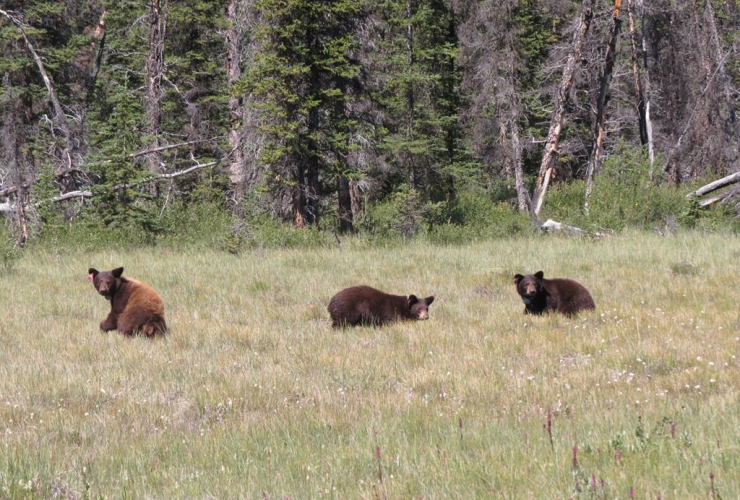 black bears, Banff National Park,