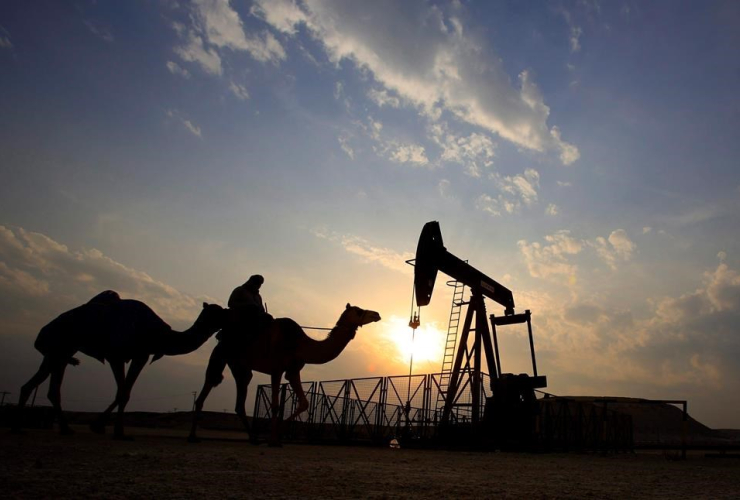 man, rides, camel, oil field, winter camping area, Sakhir, Bahrain,