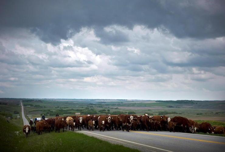Cowboys, cows, calves, highway, Calgary, 