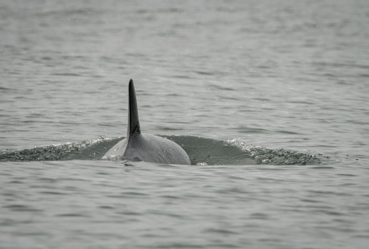 Killer whale J50, Washington, 