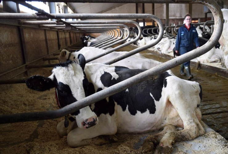 Dairy cows, farm, Eastern Ontario,