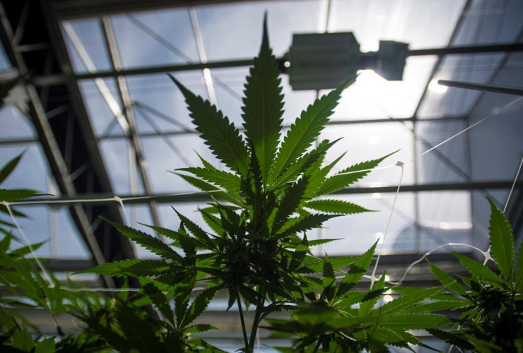 A new government tendering notice posted this week describes a project that will collect marijuana-related information on Canadians. Photo from The Canadian Press