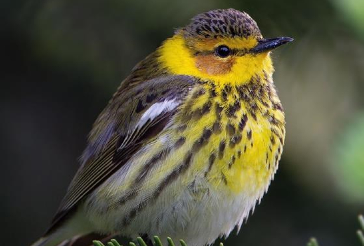  Cape May Warbler,