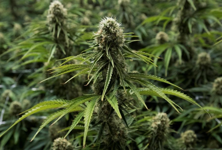cannabis plant, Langley,