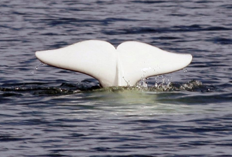 beluga whale, tail, St.Lawrence River, Tadoussac,