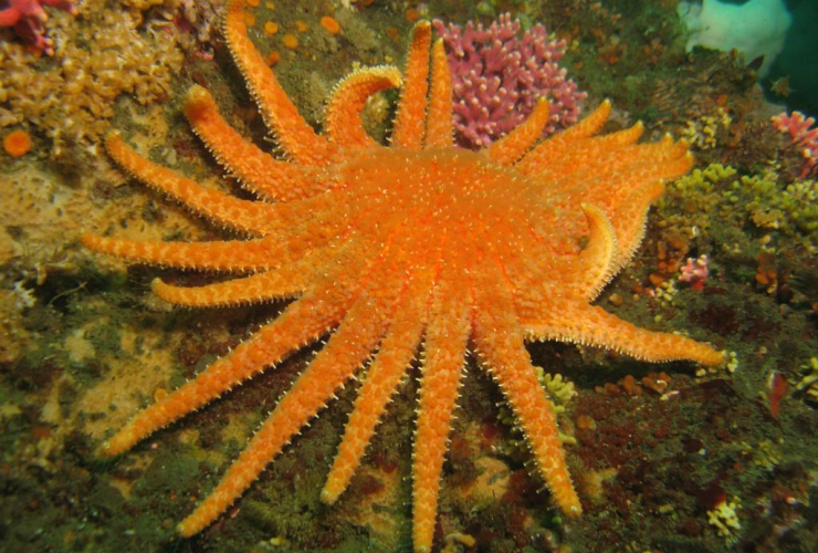 sunflower starfish, 