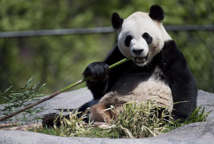 Giant panda, Da Mao, bamboo, Toronto Zoo,