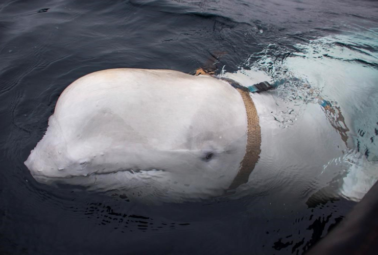 beluga whale,