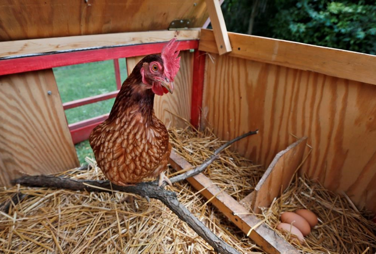 chicken, eggs, portable chicken coop, Sandy Schmidt, Silver Spring, 