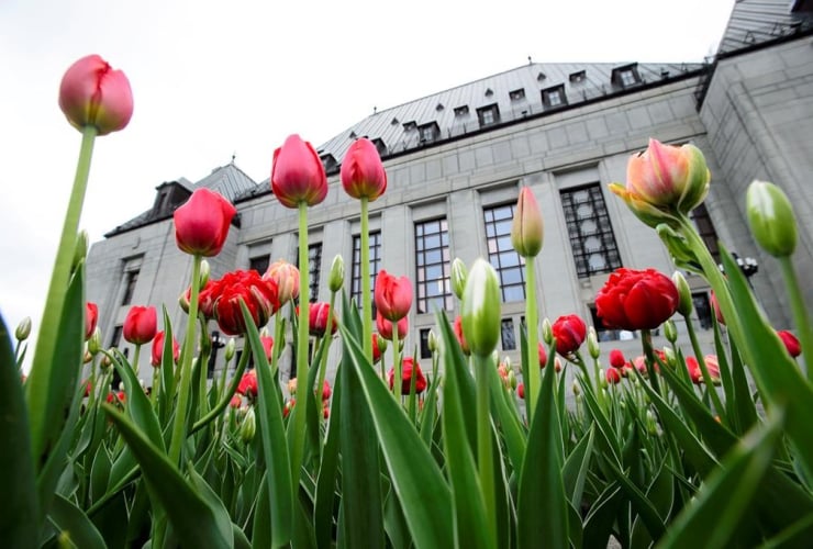 Tulips bloom, Supreme Court of Canada, Ottawa,