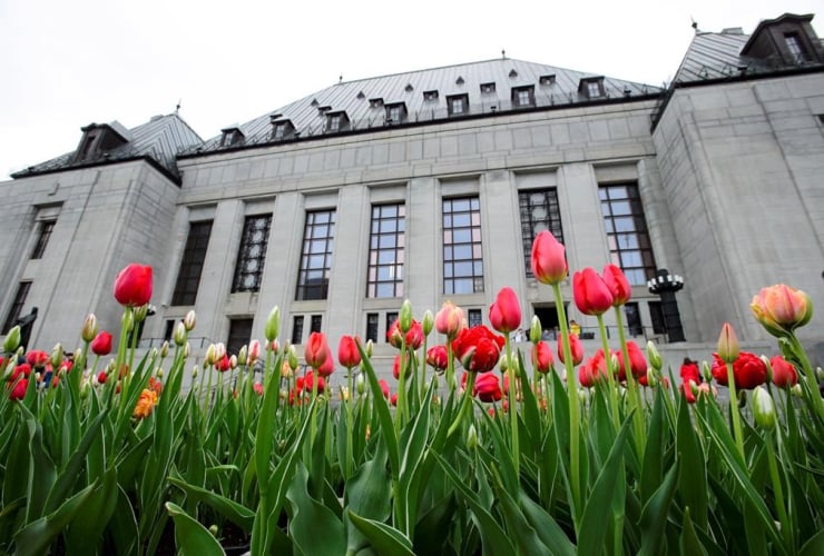 Tulips bloom, Supreme Court of Canada, Ottawa,