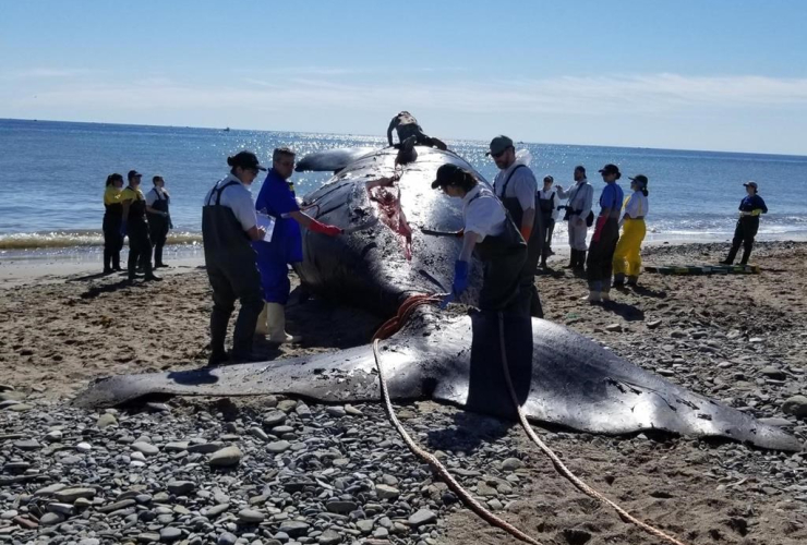 dead, right whale, Miscou Island, N.B.,