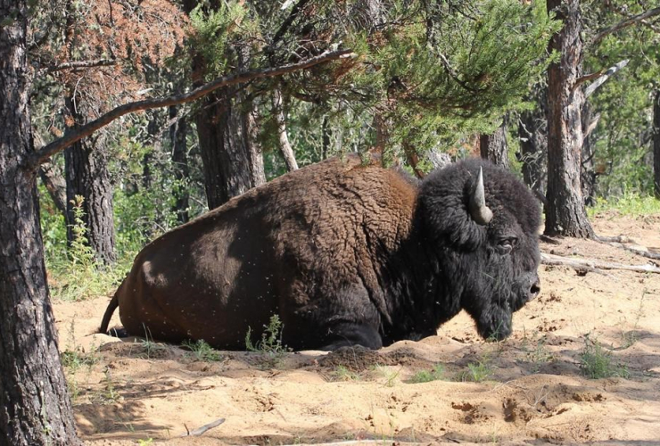 bison, Wood Buffalo National Park,