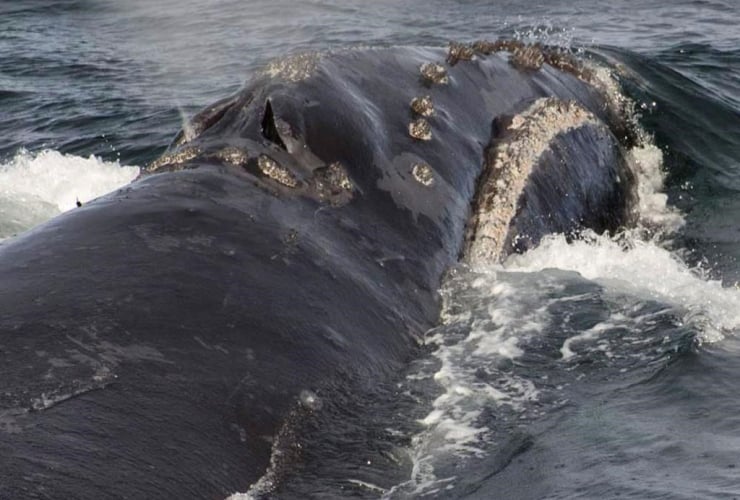 North Pacific right whale,