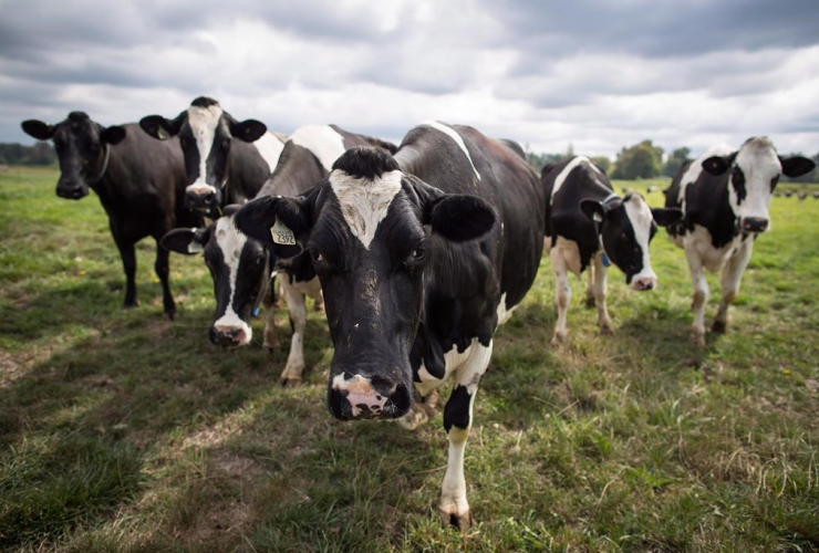 Dairy cows, pasture, Nicomekl Farms, Surrey,
