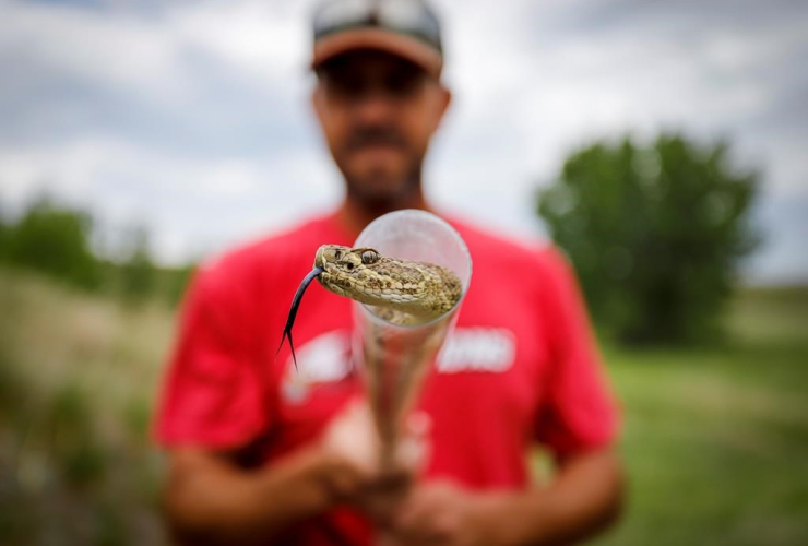 Rattlesnake wrangler, Ryan Heavy Head, female rattlesnake, he captured in a coulee in Lethbridge, Alta., on Thursday, June 6, 2019. 