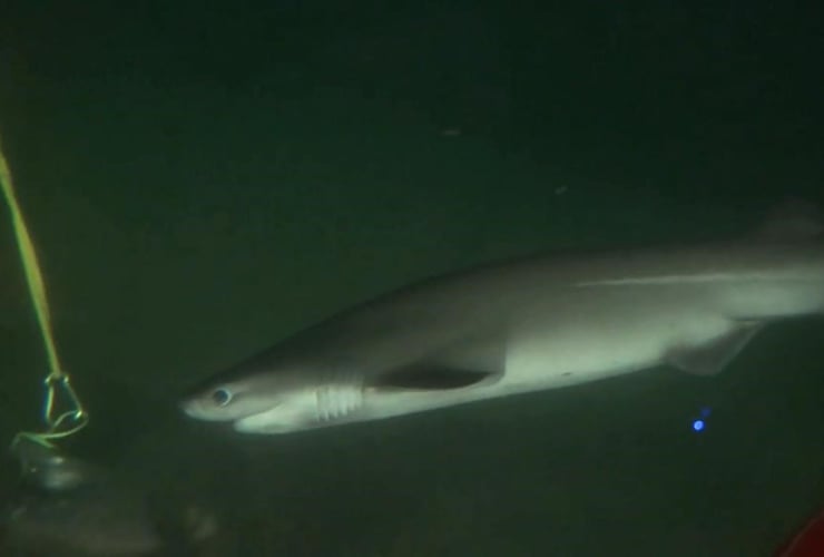 juvenile sixgill shark, 