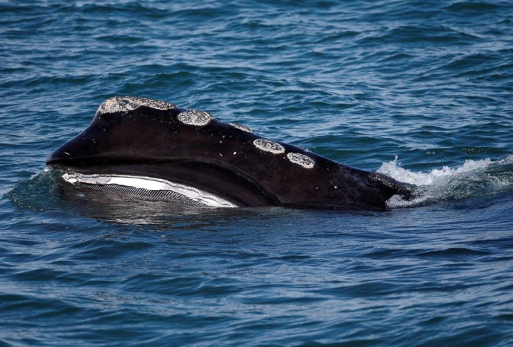 North Atlantic right whale, Cape Cod bay, Plymouth, Mass.,