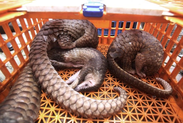 Pangolins, confiscated, smugglers, 