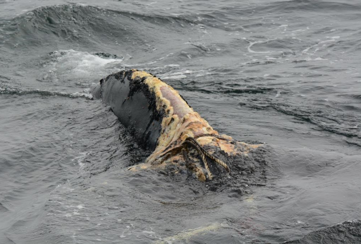 tail, entangled North Atlantic right whale,