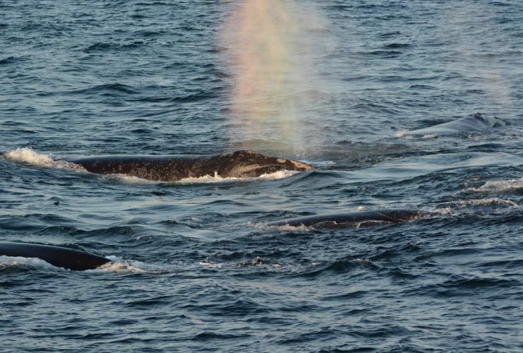 North Atlantic right whales, 