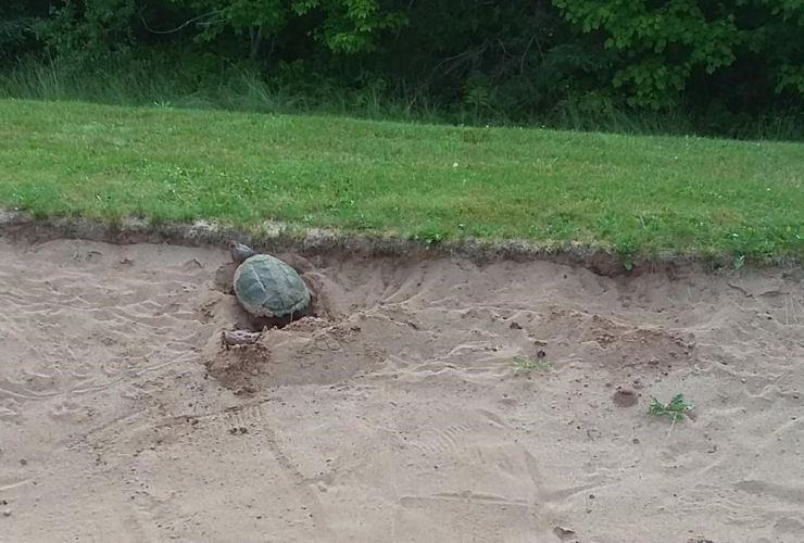 snapping turtle named Shelley, laid her eggs, sand trap, Debert Golf Course, Debert, 
