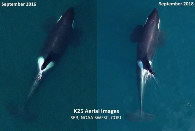 Aerial images, Southern Resident killer whale, K25, 