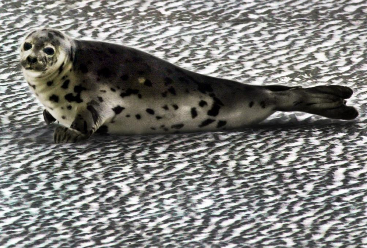 female grey seal, 
