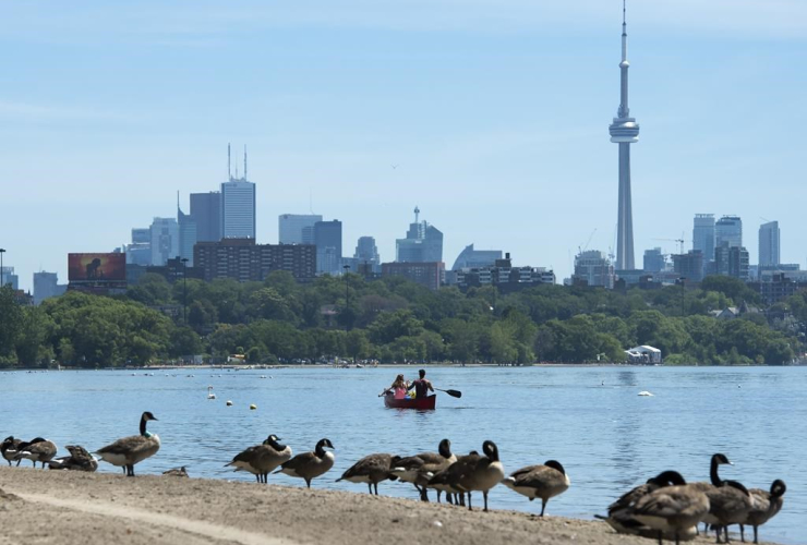 Canadian Geese, beach, canoe, Lake Ontario, Toronto,