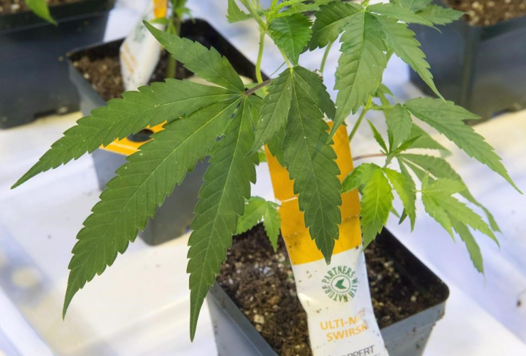 Cannabis seedlings, Aurora Cannabis facility,