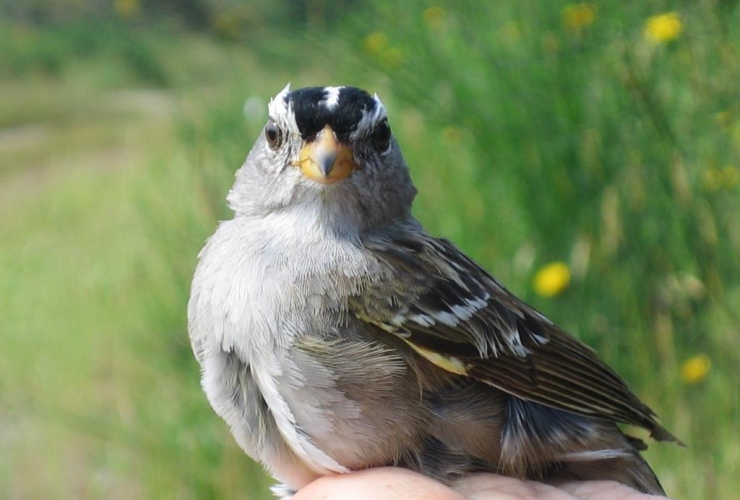 white-crowned sparrow, Nehalem, 