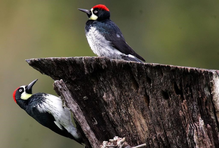 acorn woodpeckers, Rancho San Antonio Park, Los Altos, Calif.,