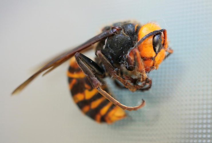 Asian giant hornet, 