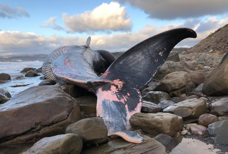 body, endangered blue whale, western coast of Cape Breton,