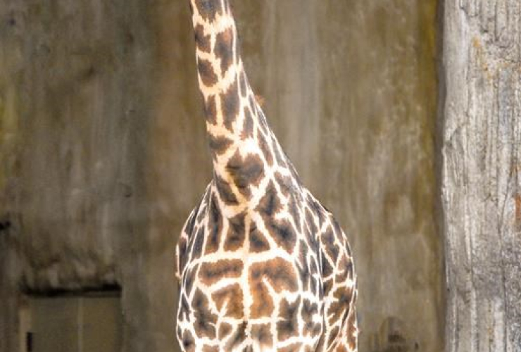Emara, giraffe, African pavillion, Calgary Zoo,