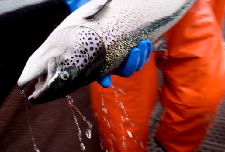 Atlantic salmon, Department of Fisheries and Oceans, fish health audit, Okisollo fish farm, Campbell River, 