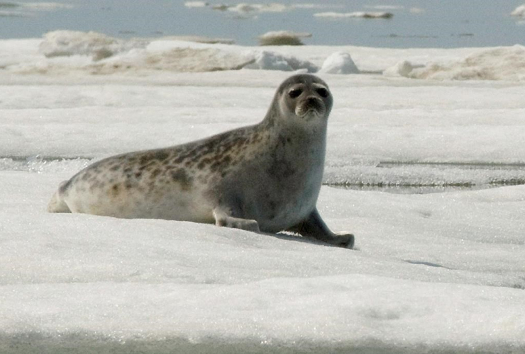 adult ringed seal, Kotzebue, Alaska,