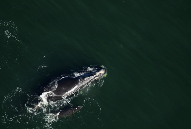 right whale calf, swimming, mother,