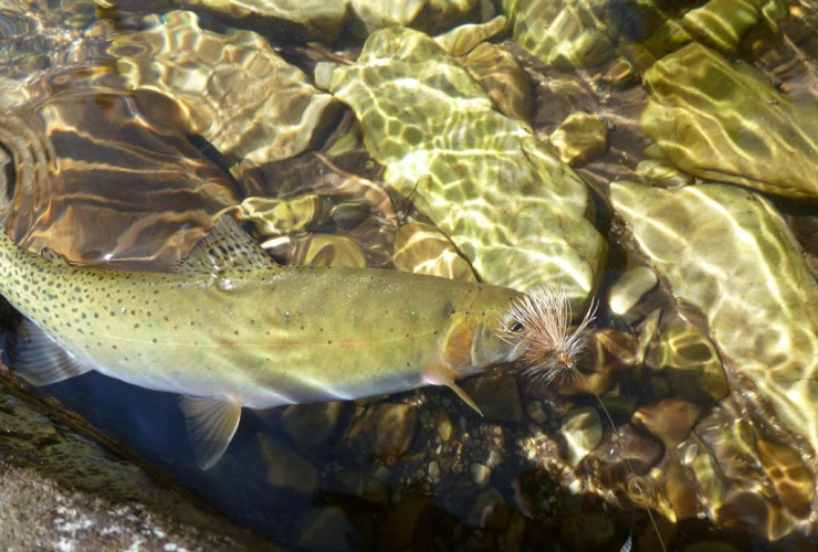 Westslope cutthroat trout,