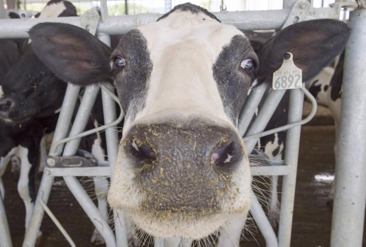 dairy cow,  farm, Sainte-Marie-Madelaine, Quebec. 