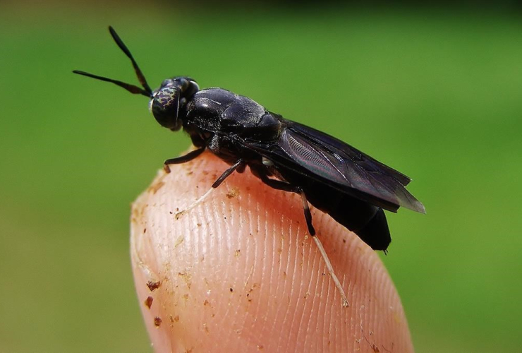 black soldier fly,
