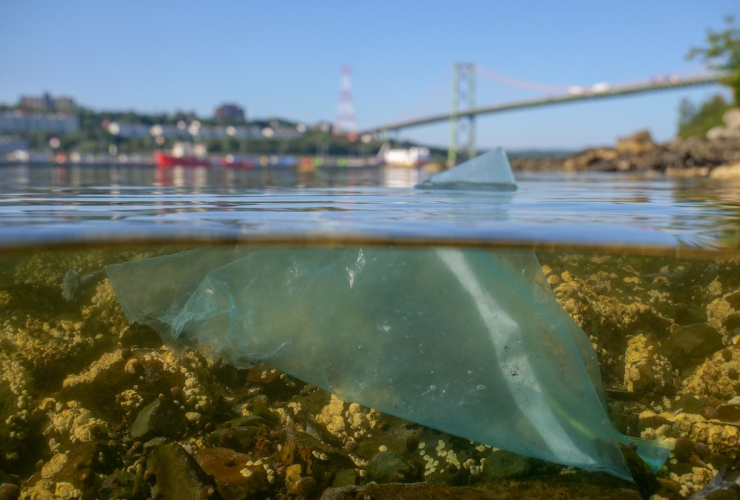 A plastic bag floats in the water beneath a city skyline