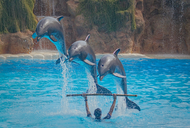 A dolphin show at Loro Parque dolphinarium in Tenerife, Spain. 