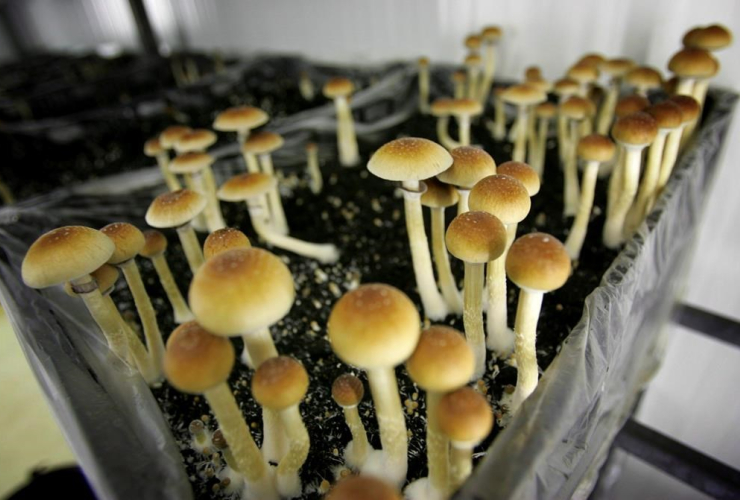 psilocybin mushrooms,