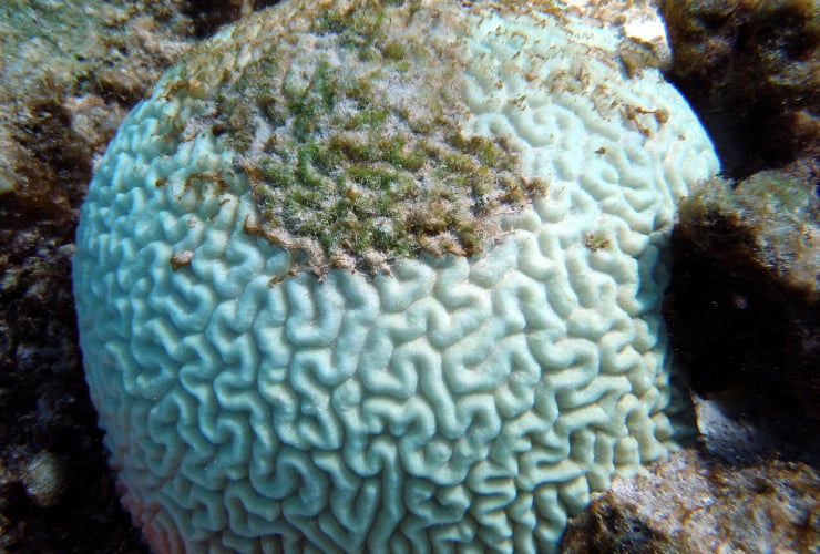Bleached Brain Coral,